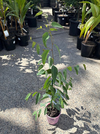 Strawberry Gum (Eucalyptus olida) - Ladybird Nursery