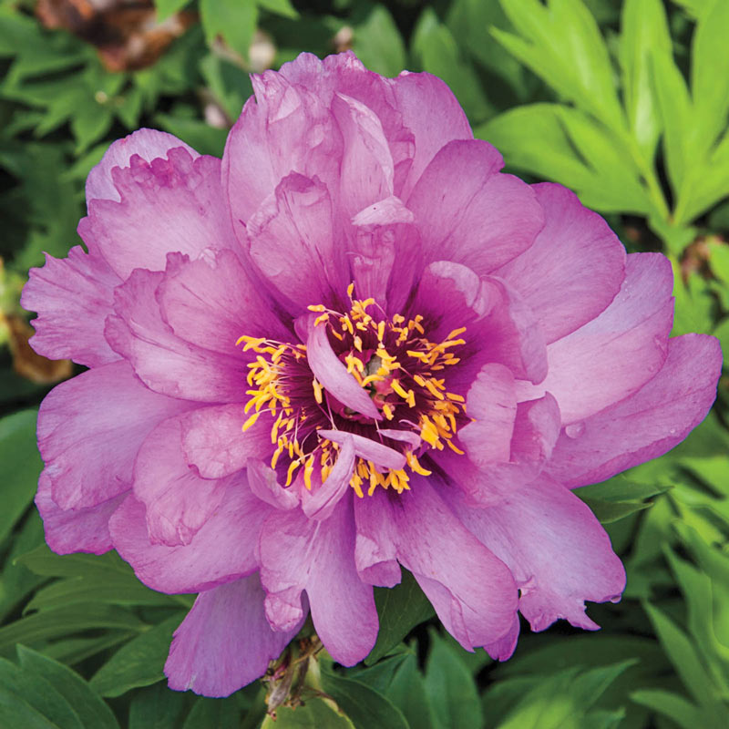 Itoh Peony First Arrival (Paeonia)