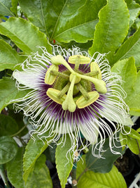 Passionfruit 'Flamenco' (grafted) - Ladybird Nursery