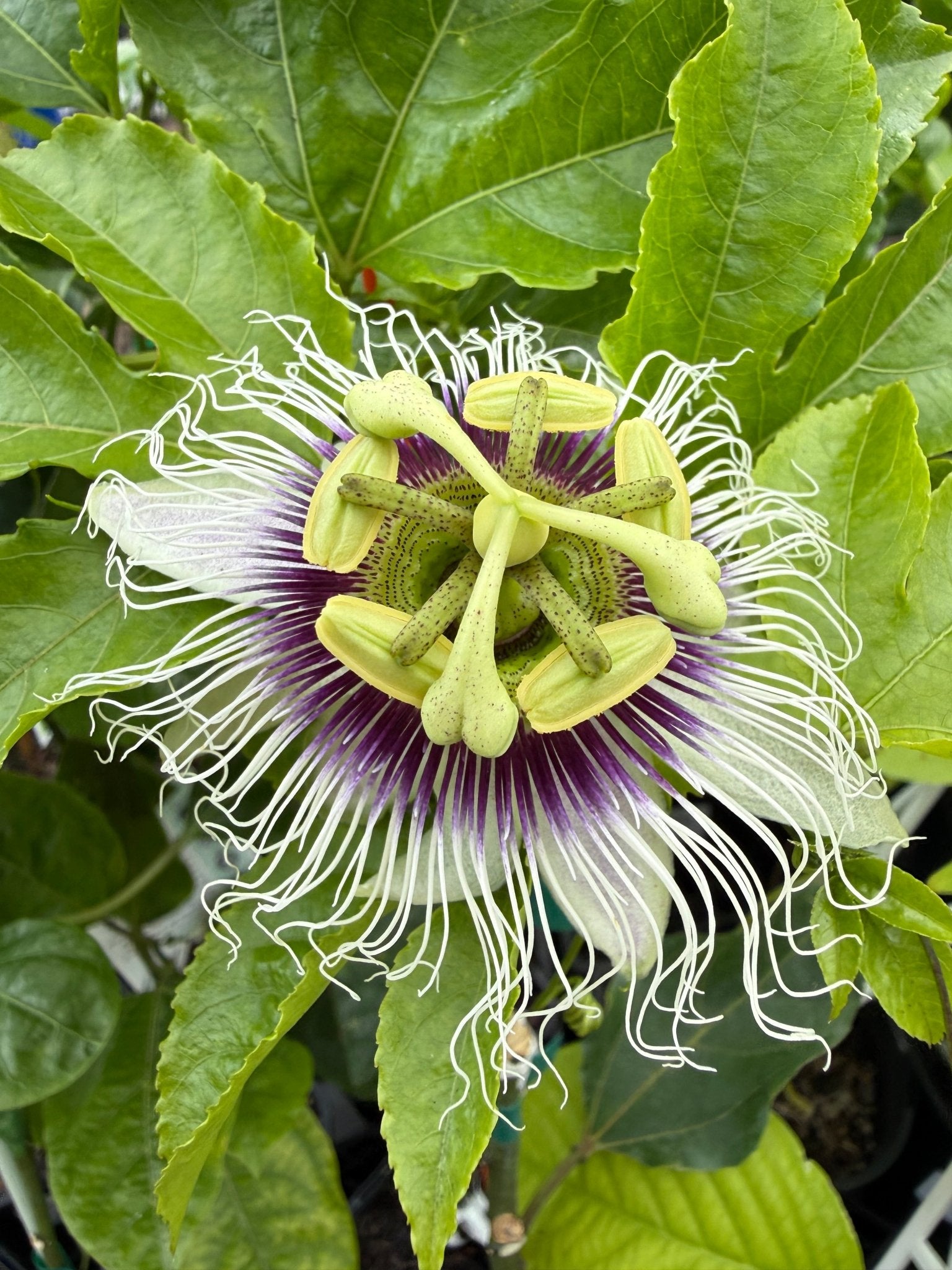 Passionfruit 'Flamenco' (grafted) - Ladybird Nursery