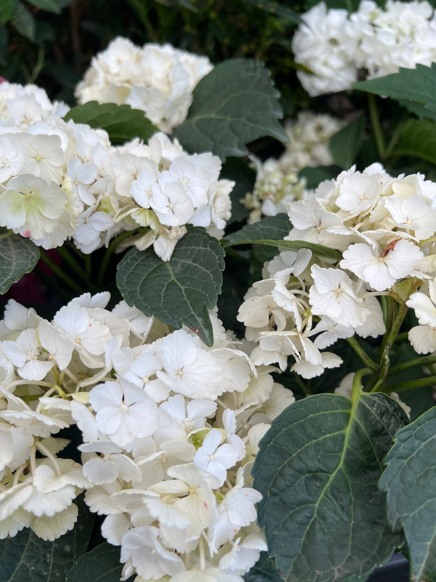 Hydrangea White
