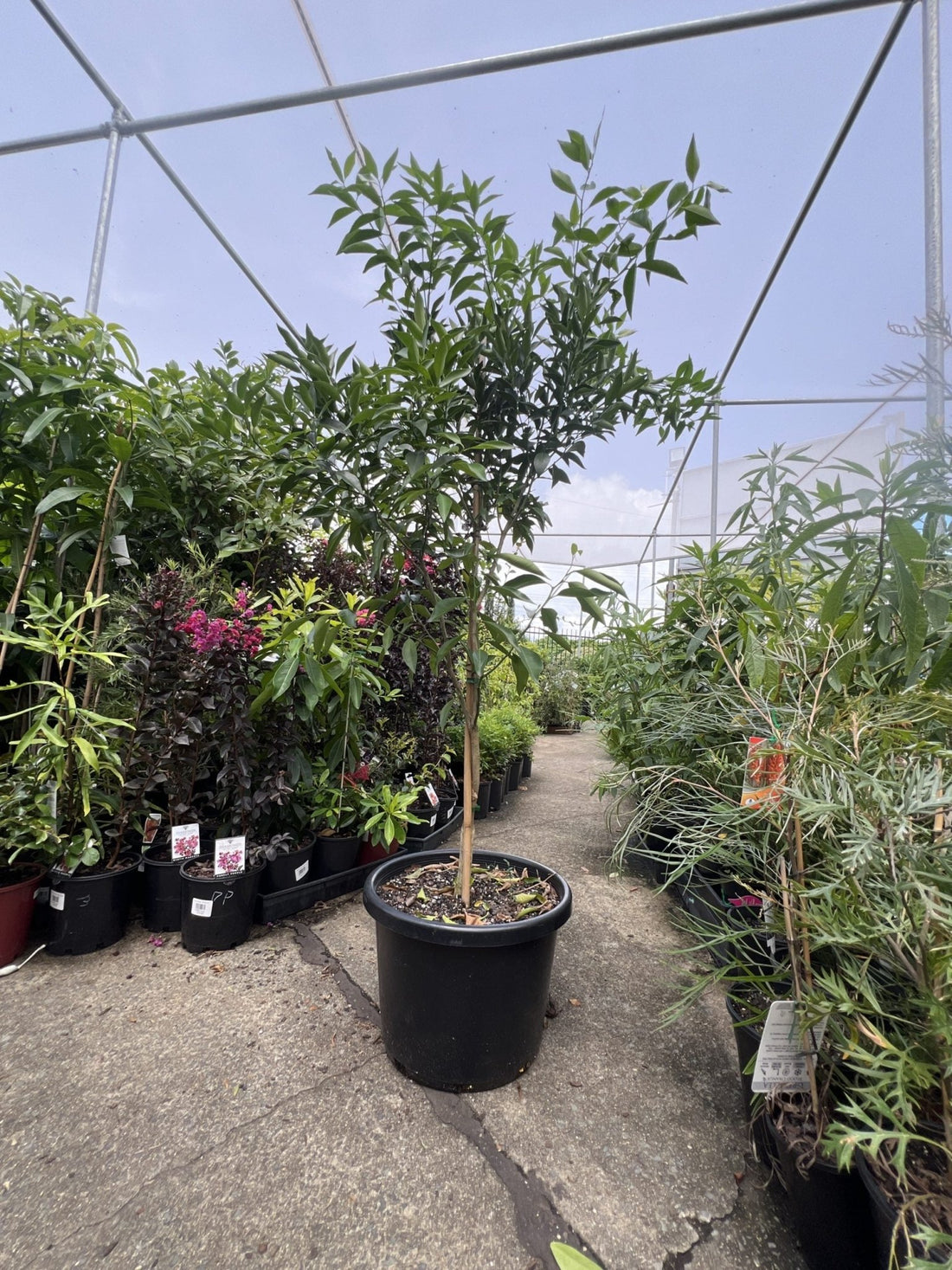 Advanced Imperial Mandarin Tree 400mm pot PICK UP ONLY - Ladybird Nursery