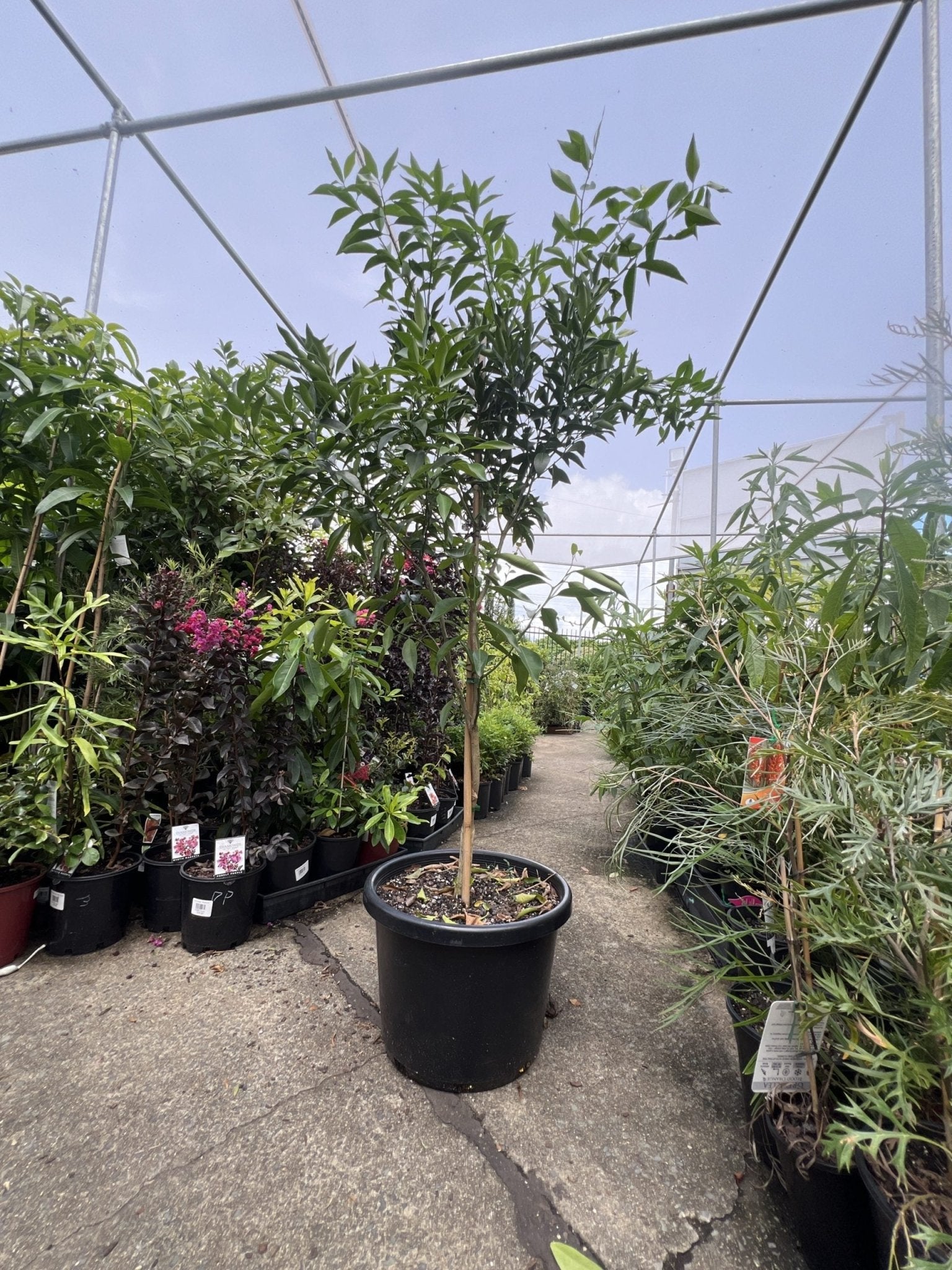 Advanced Imperial Mandarin Tree 400mm pot PICK UP ONLY - Ladybird Nursery