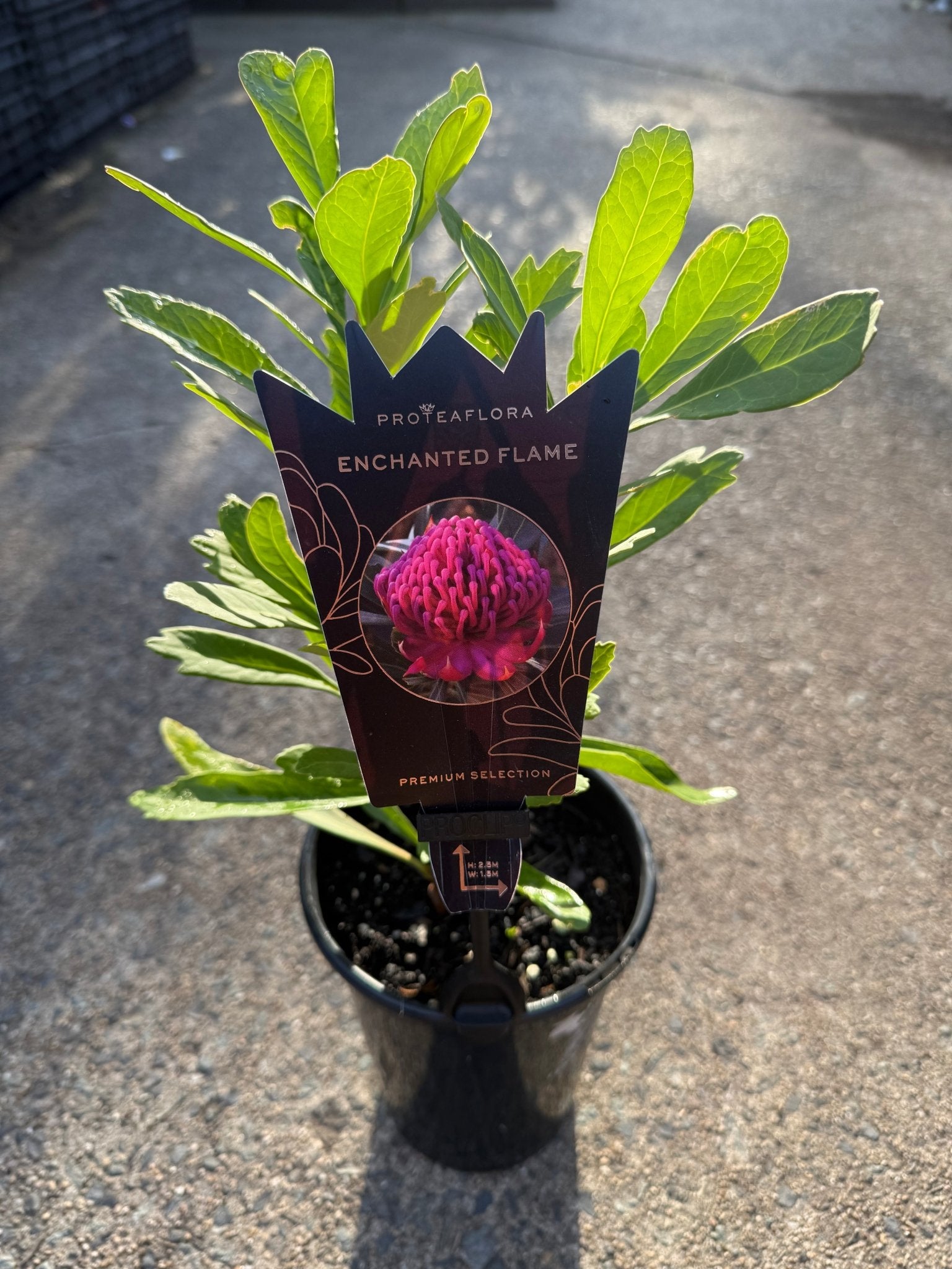 Waratah ‘Enchanted Flame’ (Telopea) - Ladybird Nursery