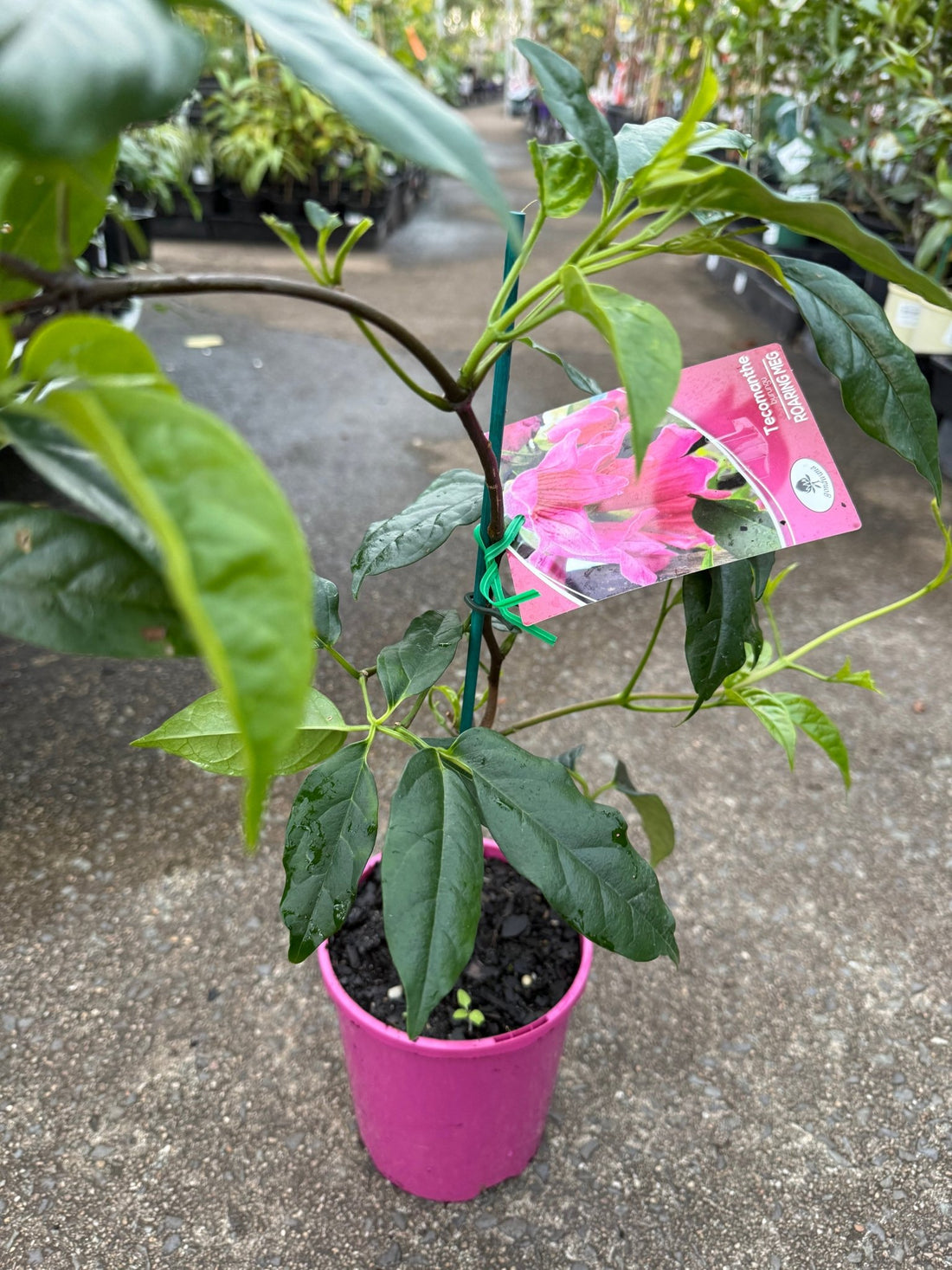 Roaring Meg (Tecomanthe hillii hybrid) - Ladybird Nursery