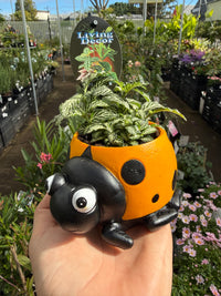 Yellow Ladybird Planter with Assorted Indoor Plant