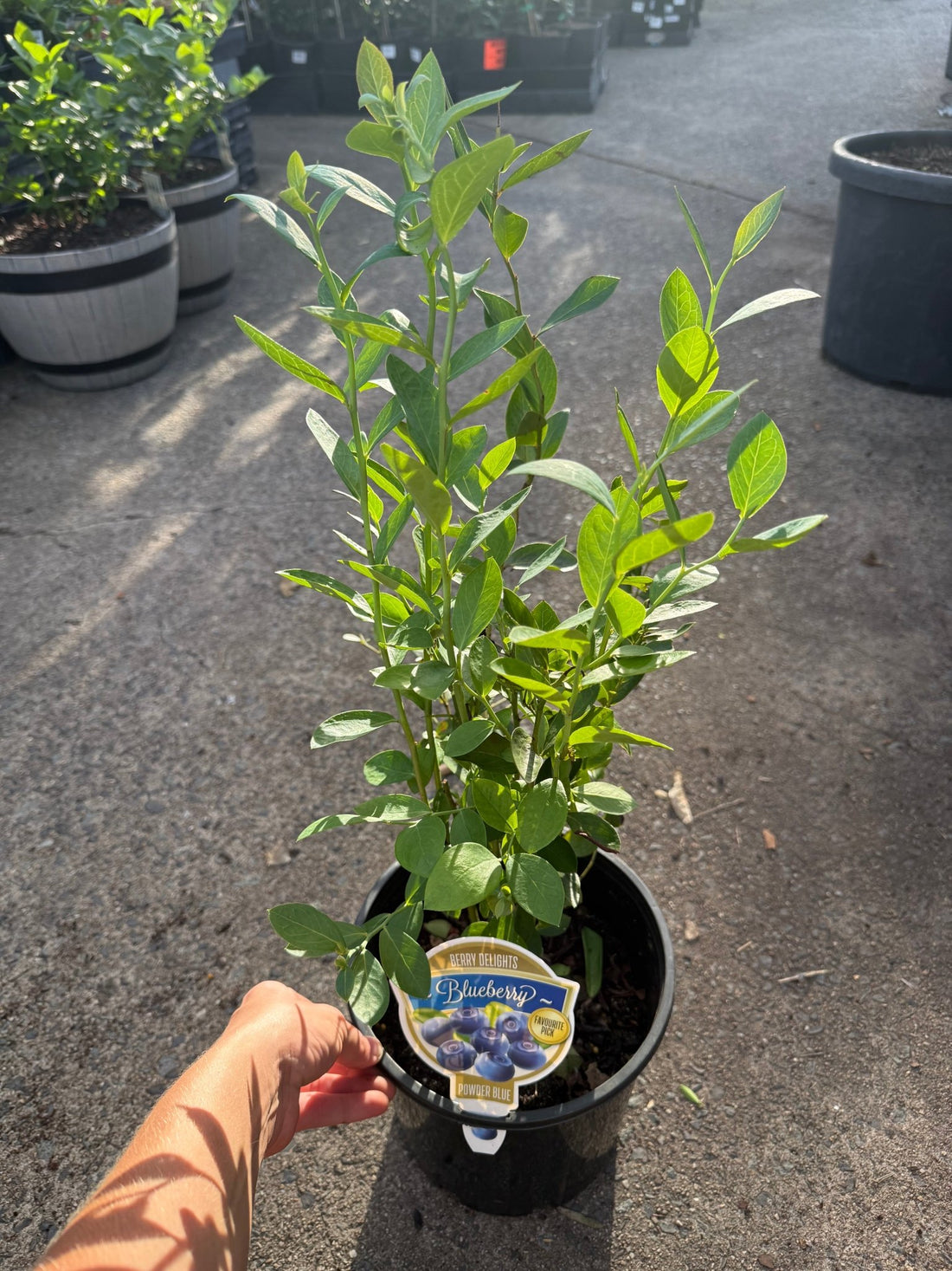 Blueberry 'Powder Blue' 200mm Pot - Ladybird Nursery