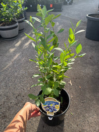 Blueberry 'Powder Blue' 200mm Pot - Ladybird Nursery
