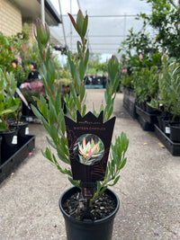 Leucadendron 'Sixteen Candles' - Ladybird Nursery
