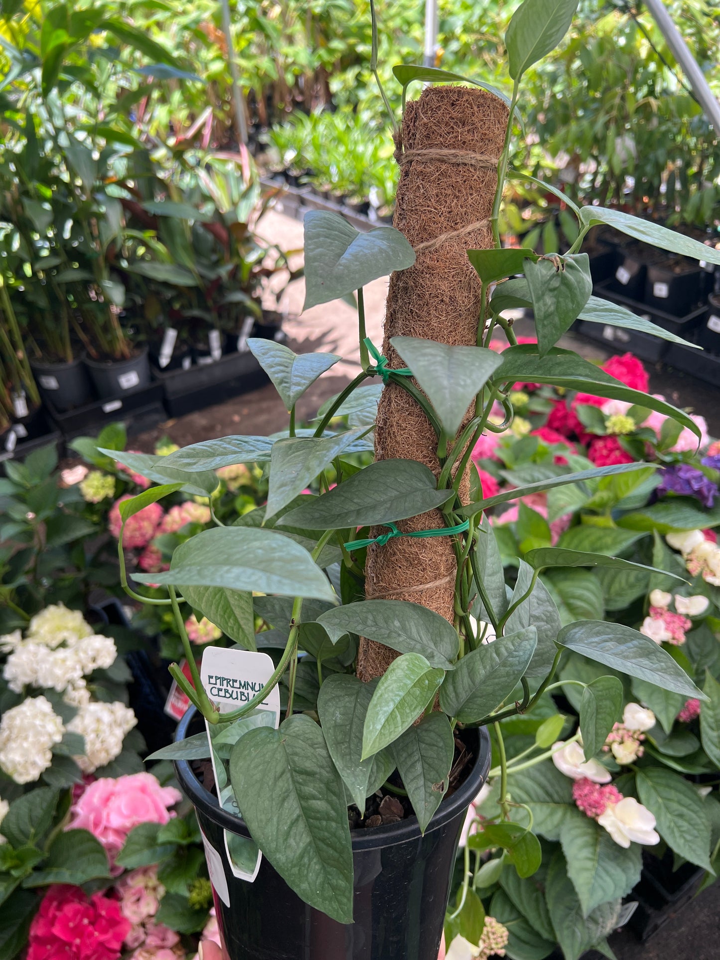 Cebu Blue Totem (Epipremnum pinnatum)