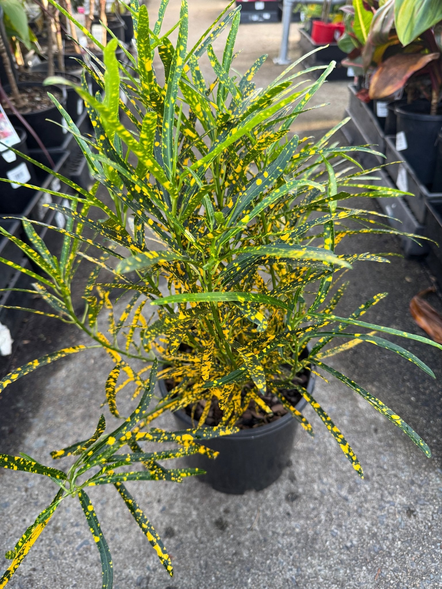 Croton ‘Gold Dust’ (Fine Leaf) - Ladybird Nursery