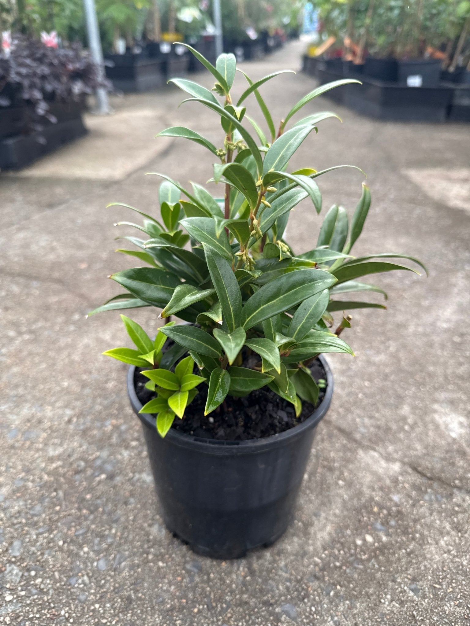 Sarcococca hookeriana ‘Winter Gem’ - Ladybird Nursery