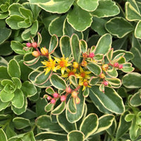 Stonecrop variegatum (Sedum kamshaticum) - Ladybird Nursery