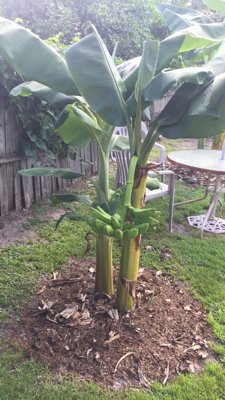 Super Dwarf Banana 'Cavendish' QLD ONLY - Ladybird Nursery