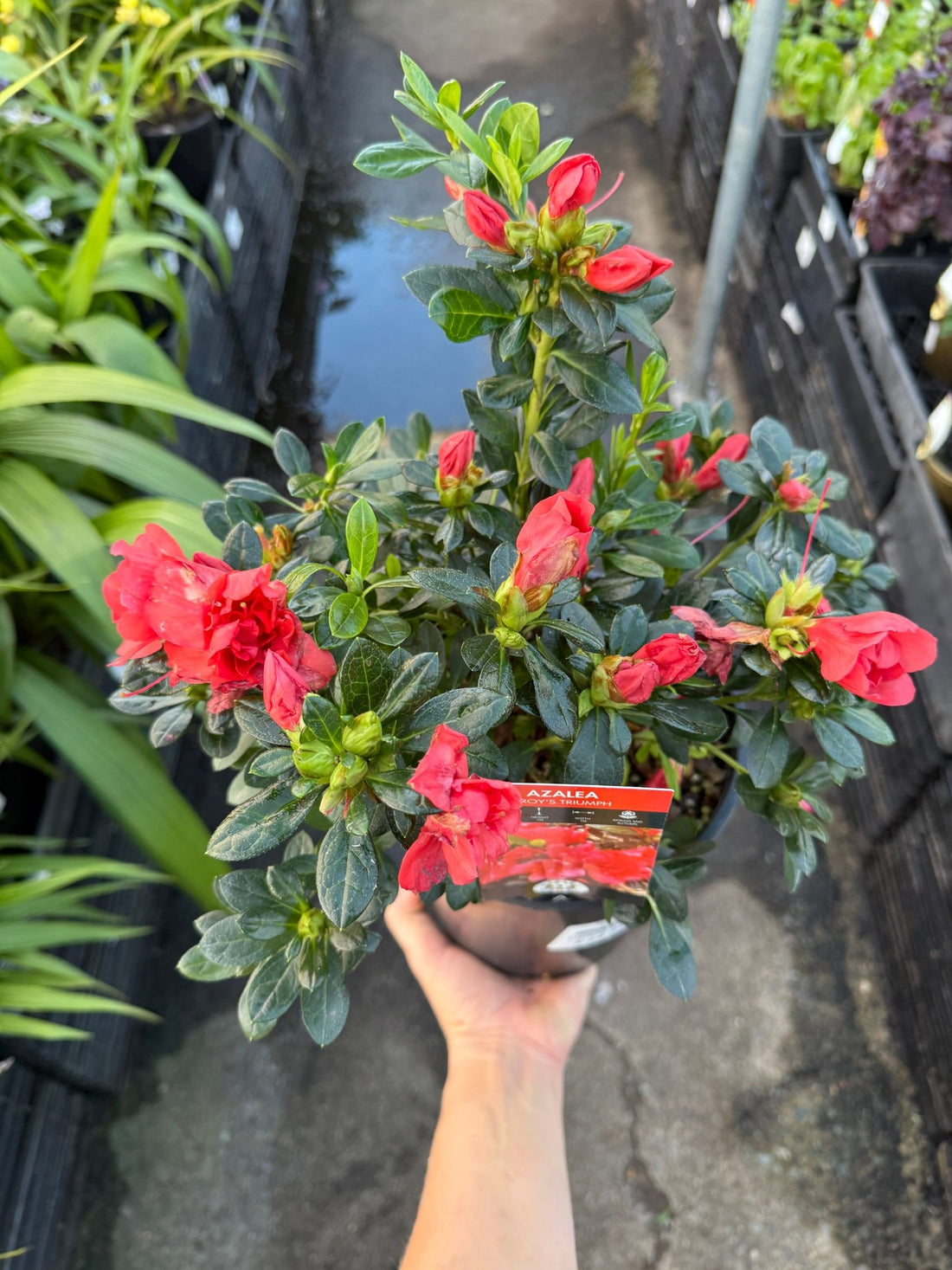 Azalea ‘Troys Triumph’ - Ladybird Nursery