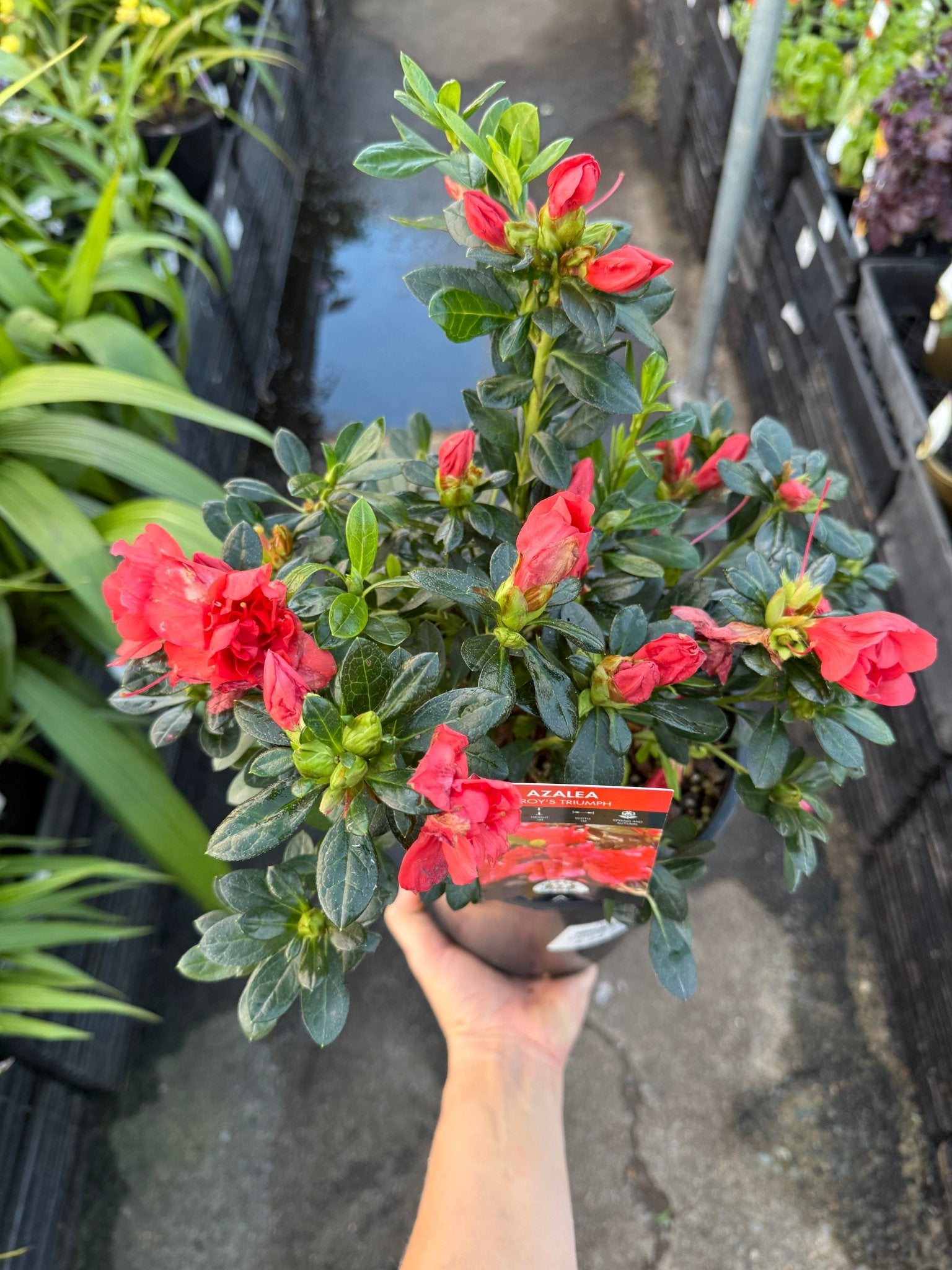 Azalea ‘Troys Triumph’ - Ladybird Nursery