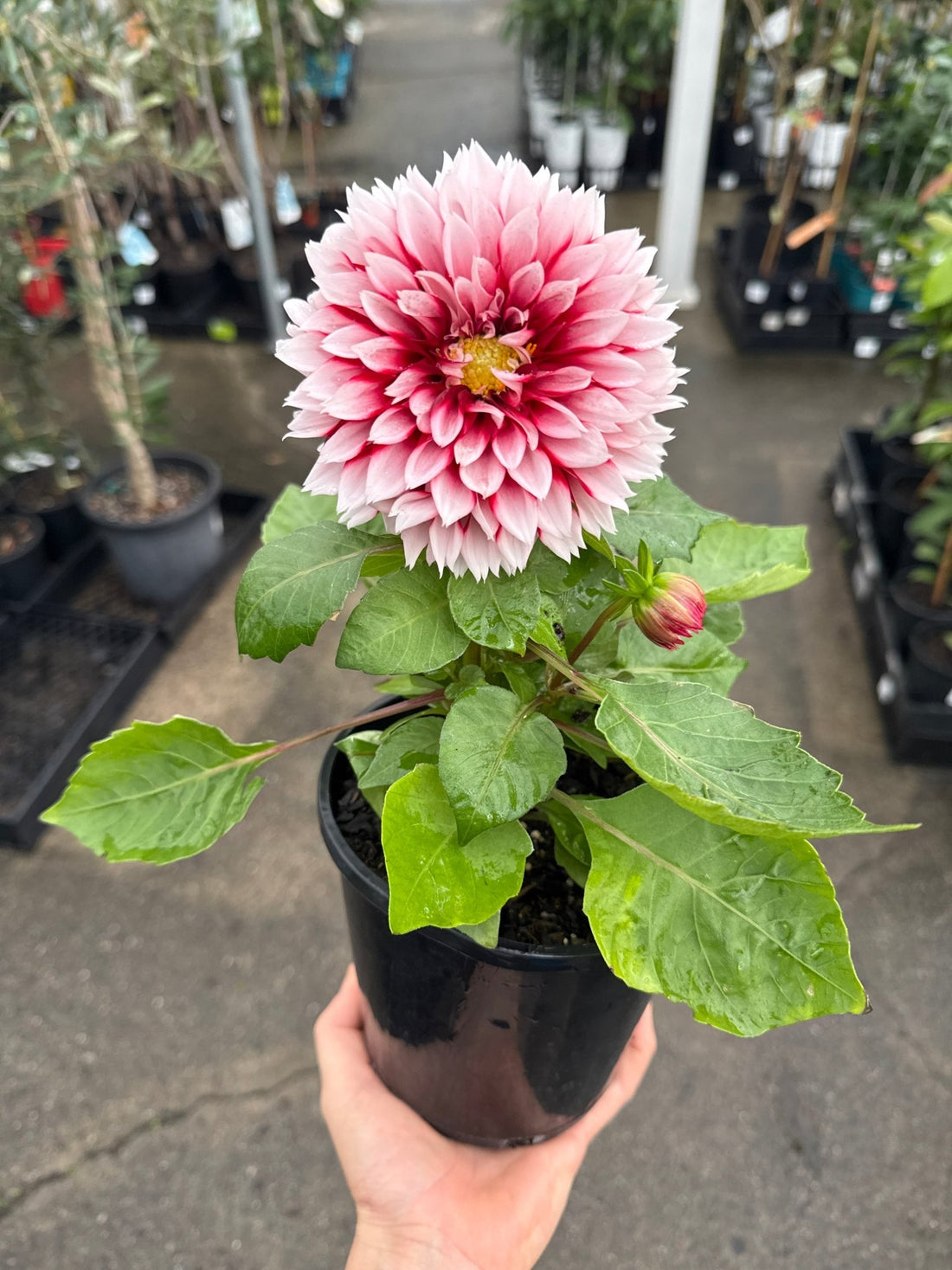 Dahlia 'Pink Shades' (Dahlia pinnata) - Ladybird Nursery