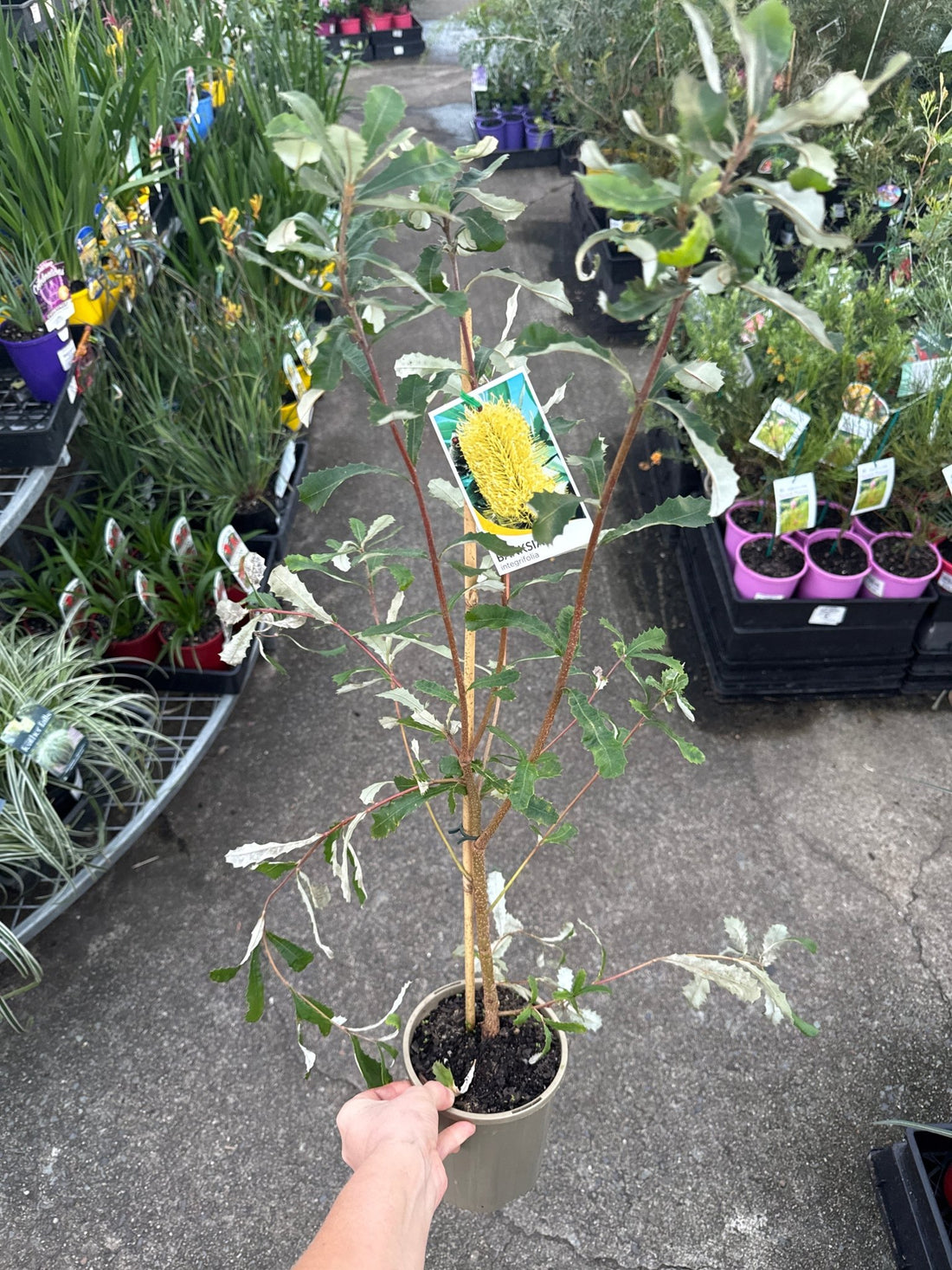 Coast Banksia (Banksia integrifolia) - Ladybird Nursery
