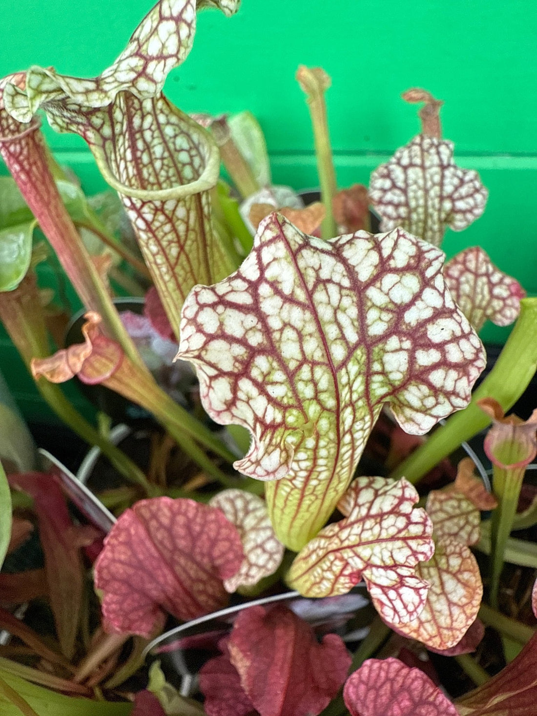 Pitcher Plant 'Judith Hindle' (Sarracenia) - Ladybird Nursery