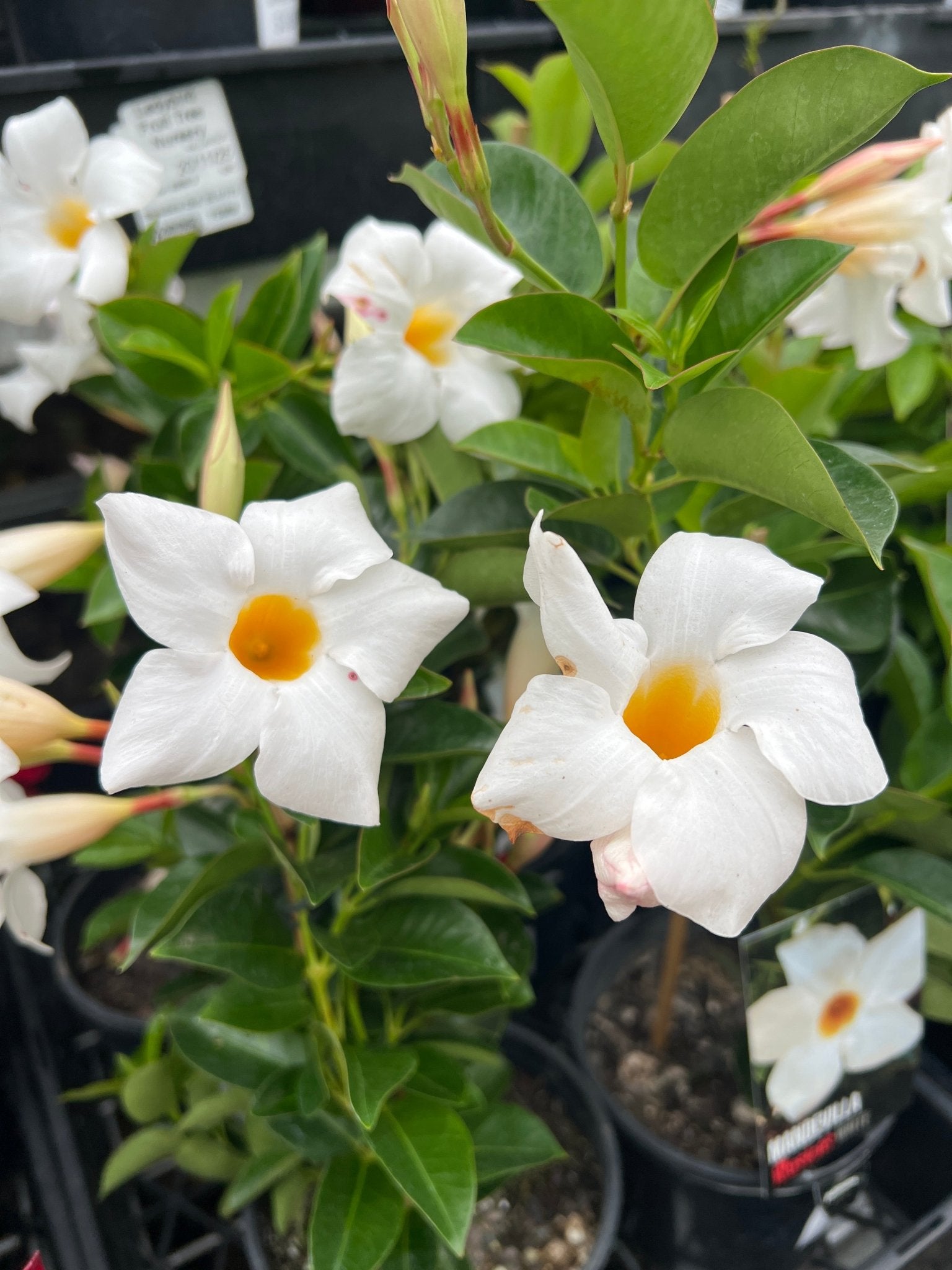 Mandevilla Illusions White - Ladybird Nursery