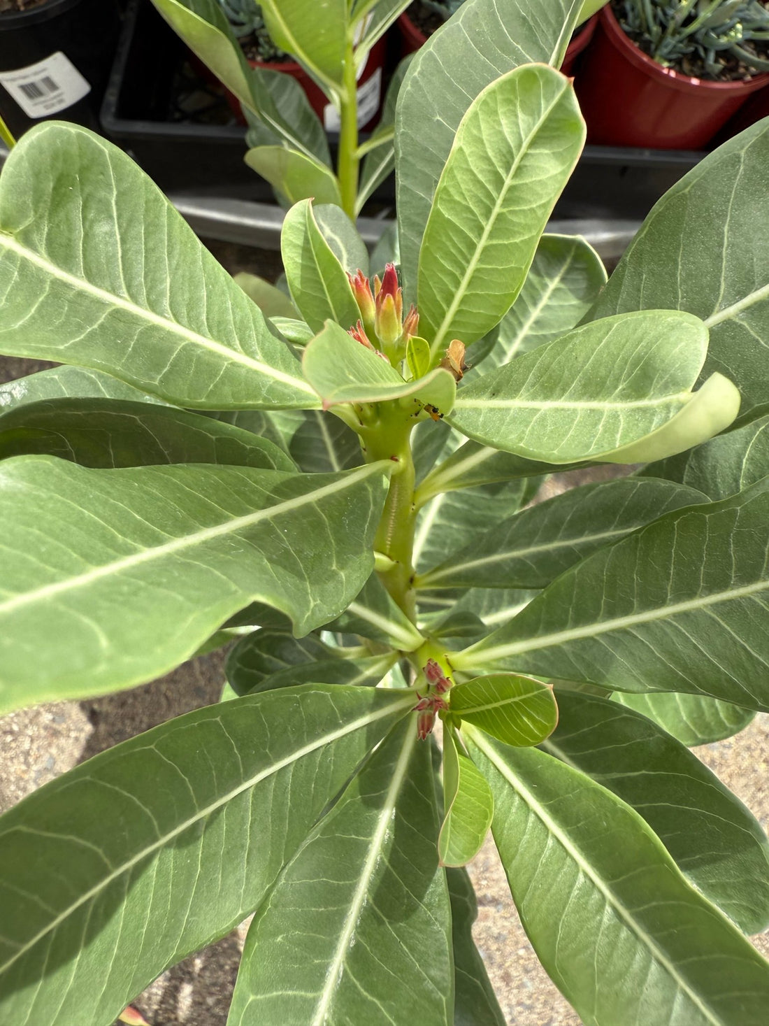 Desert Rose (Adenium obesum) - Ladybird Nursery