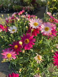 Argyranthemum 'Superior Purple' - Large