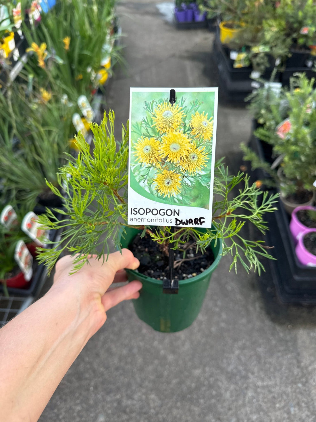 Dwarf Cone Bush (Isopogon anemonifolius) - Ladybird Nursery
