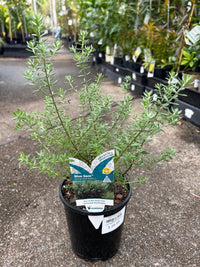 Coastal Rosemary 'BLUE GEM™' (Westringia) - Ladybird Nursery