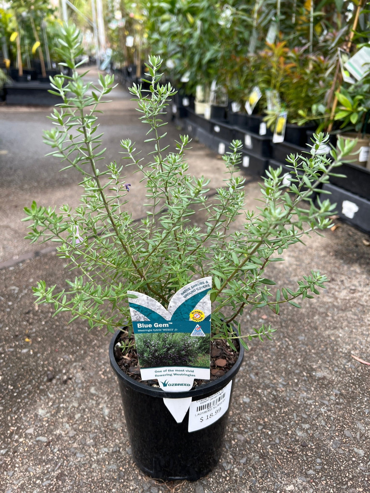Coastal Rosemary 'BLUE GEM™' (Westringia) - Ladybird Nursery