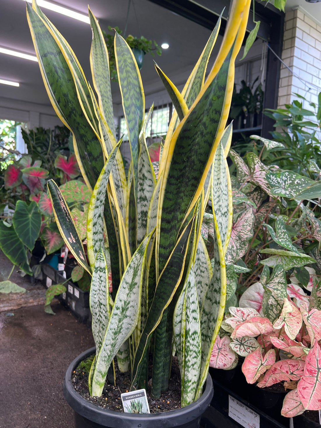 Sansevieria 'Laurentii' 300mm (PICKUP ONLY) - Ladybird Nursery