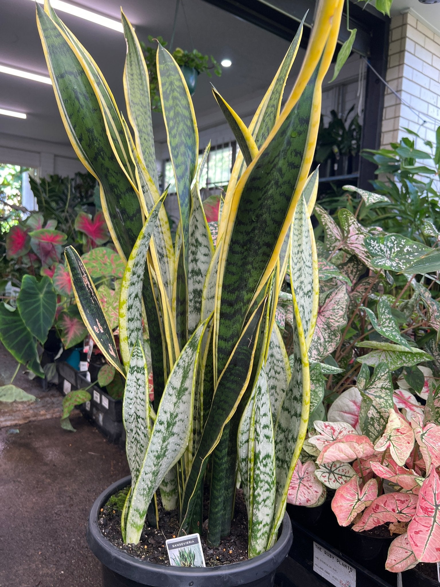 Sansevieria 'Laurentii' 300mm (PICKUP ONLY) - Ladybird Nursery