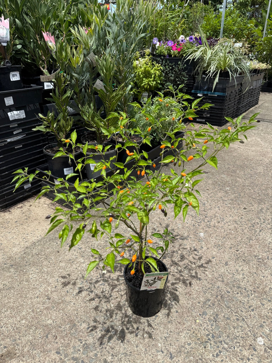 Chilli 'Chiltepin' - Ladybird Nursery