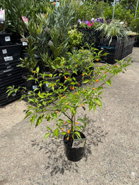 Chilli 'Chiltepin' - Ladybird Nursery