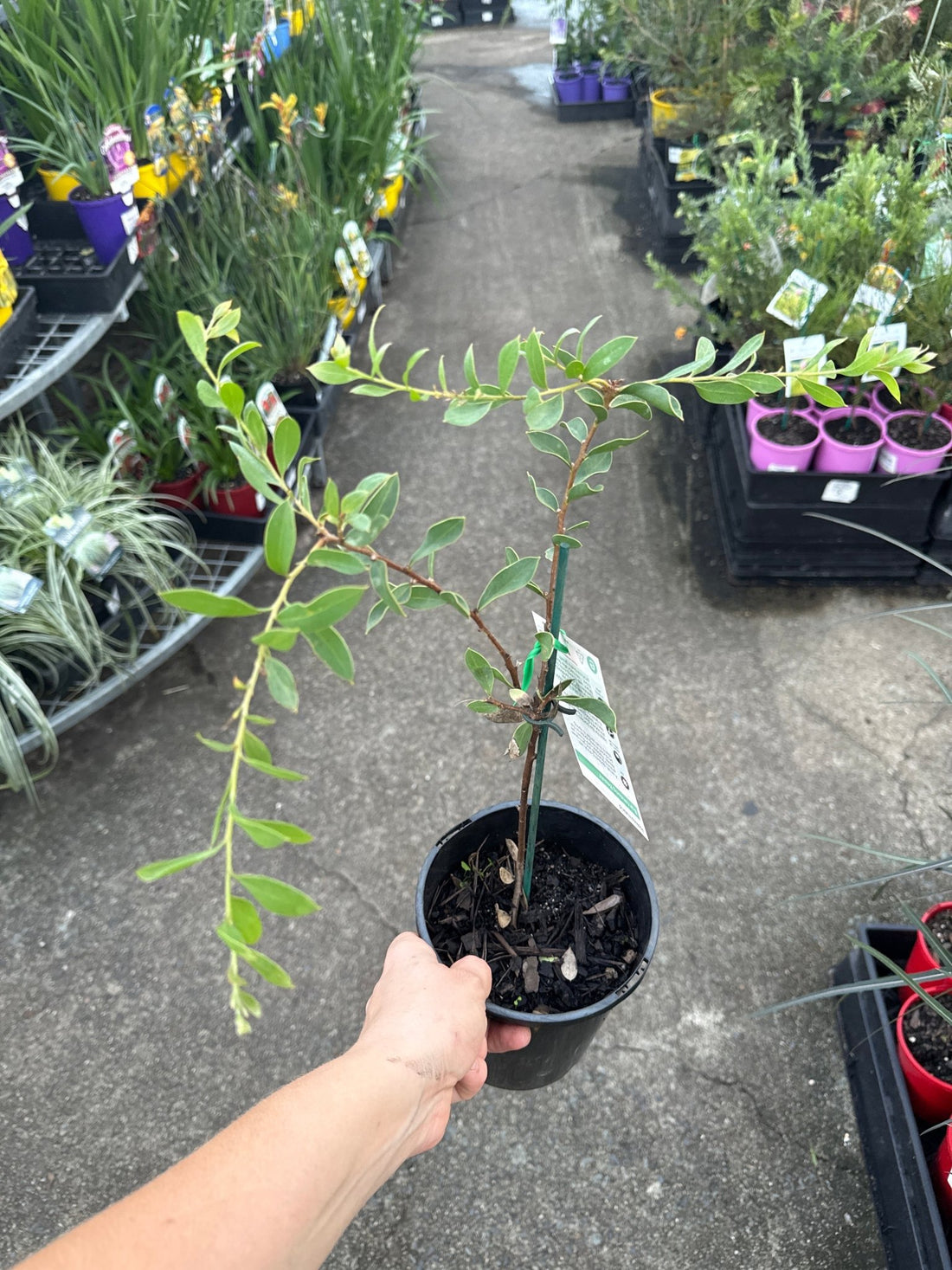 Hakea ‘Burrendong Beauty’ - Ladybird Nursery