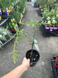 Hakea ‘Burrendong Beauty’ - Ladybird Nursery
