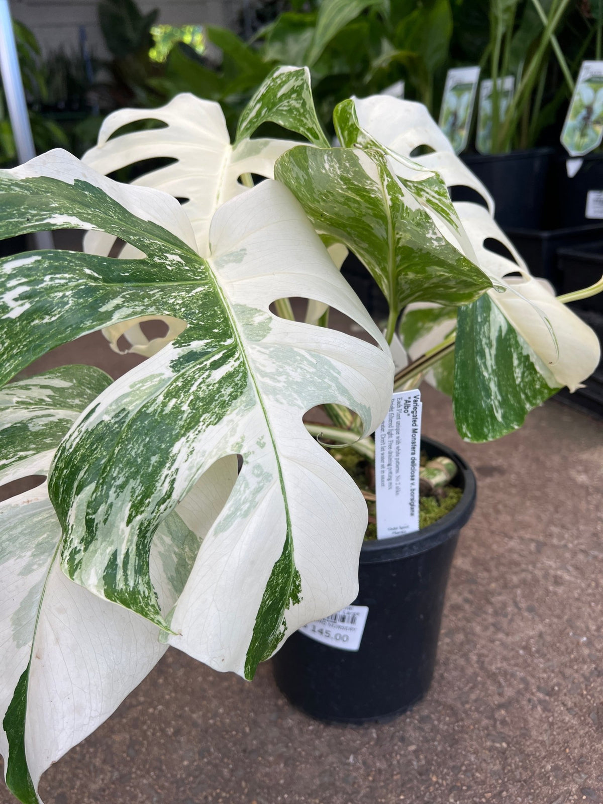Monstera ‘Thai Constellation’ Large - Ladybird Nursery
