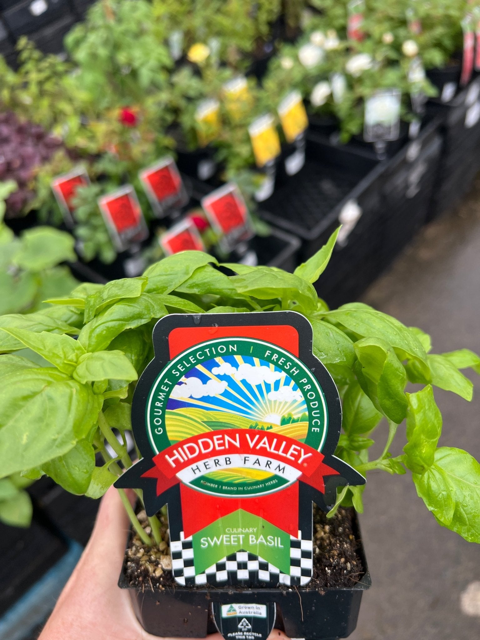 Basil 'Sweet' (PICKUP ONLY) - Ladybird Nursery