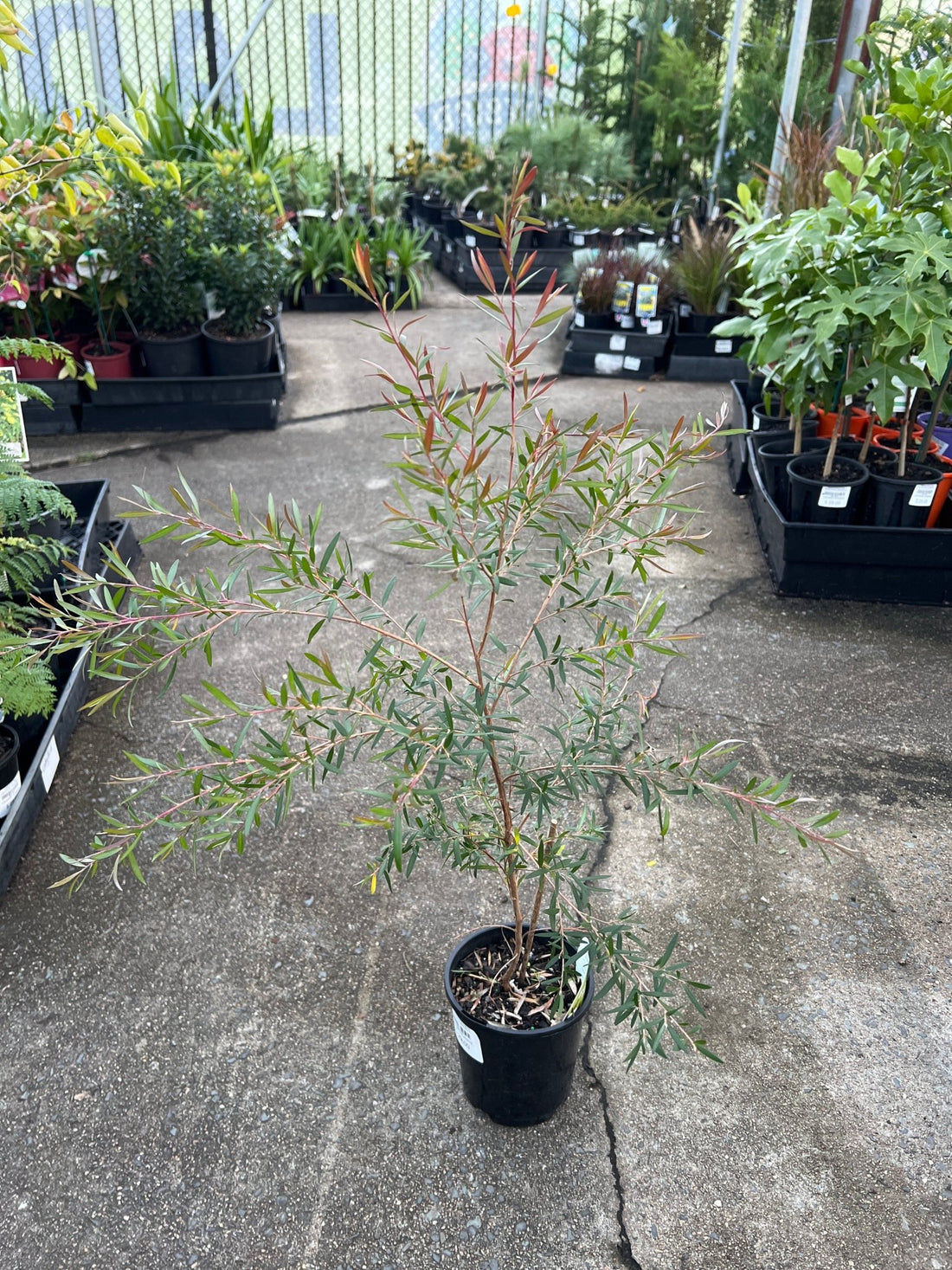 Leptospermum ‘Starry Night’ (Leptospermum obovatum) - Ladybird Nursery