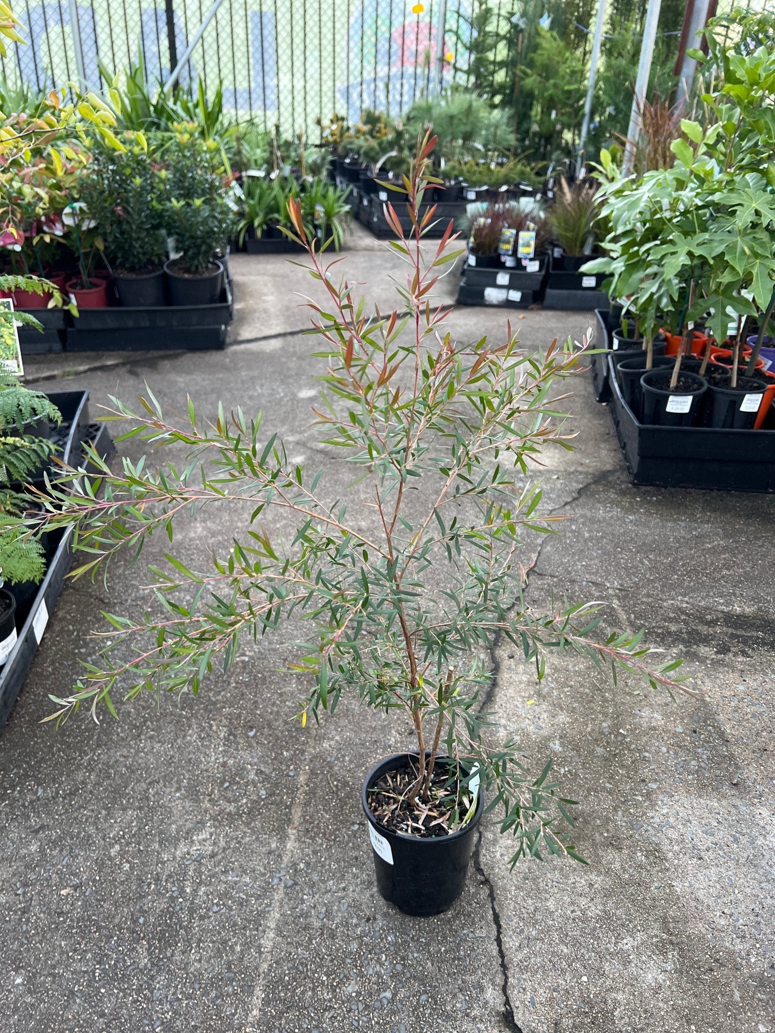 Leptospermum ‘Starry Night’ (Leptospermum obovatum) - Ladybird Nursery