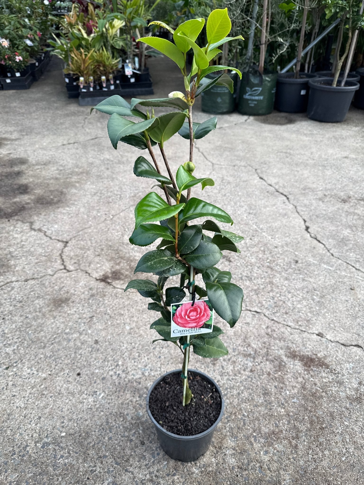 Camellia 'William Bull' (Camellia japonica) - Ladybird Nursery