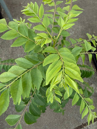 Curry Tree (Murraya koenigii) - Advanced size 200mm Pot - Ladybird Nursery