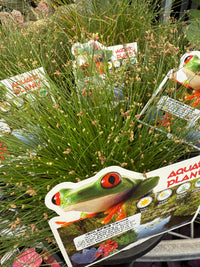 Slender Club - Rush (Isolepis cernua) - Ladybird Nursery