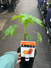 Pawpaw Bisexual 'Red' (QLD ONLY) - Ladybird Nursery