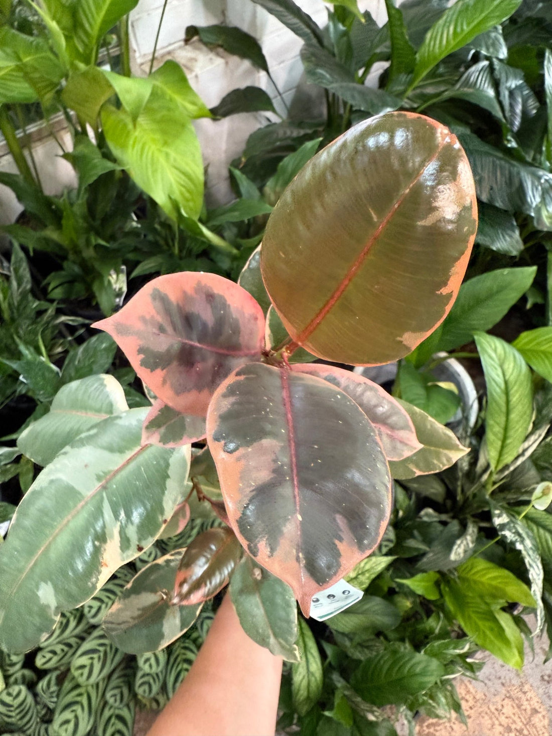 Ficus Ruby Rubber Plant (Ficus elastica) - Ladybird Nursery