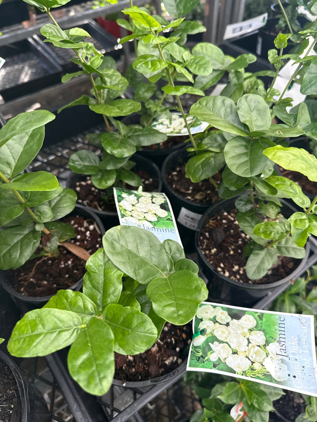 Jasmine ‘Grand Duke of Tuscany’ (Jasminum sambac) - Ladybird Nursery
