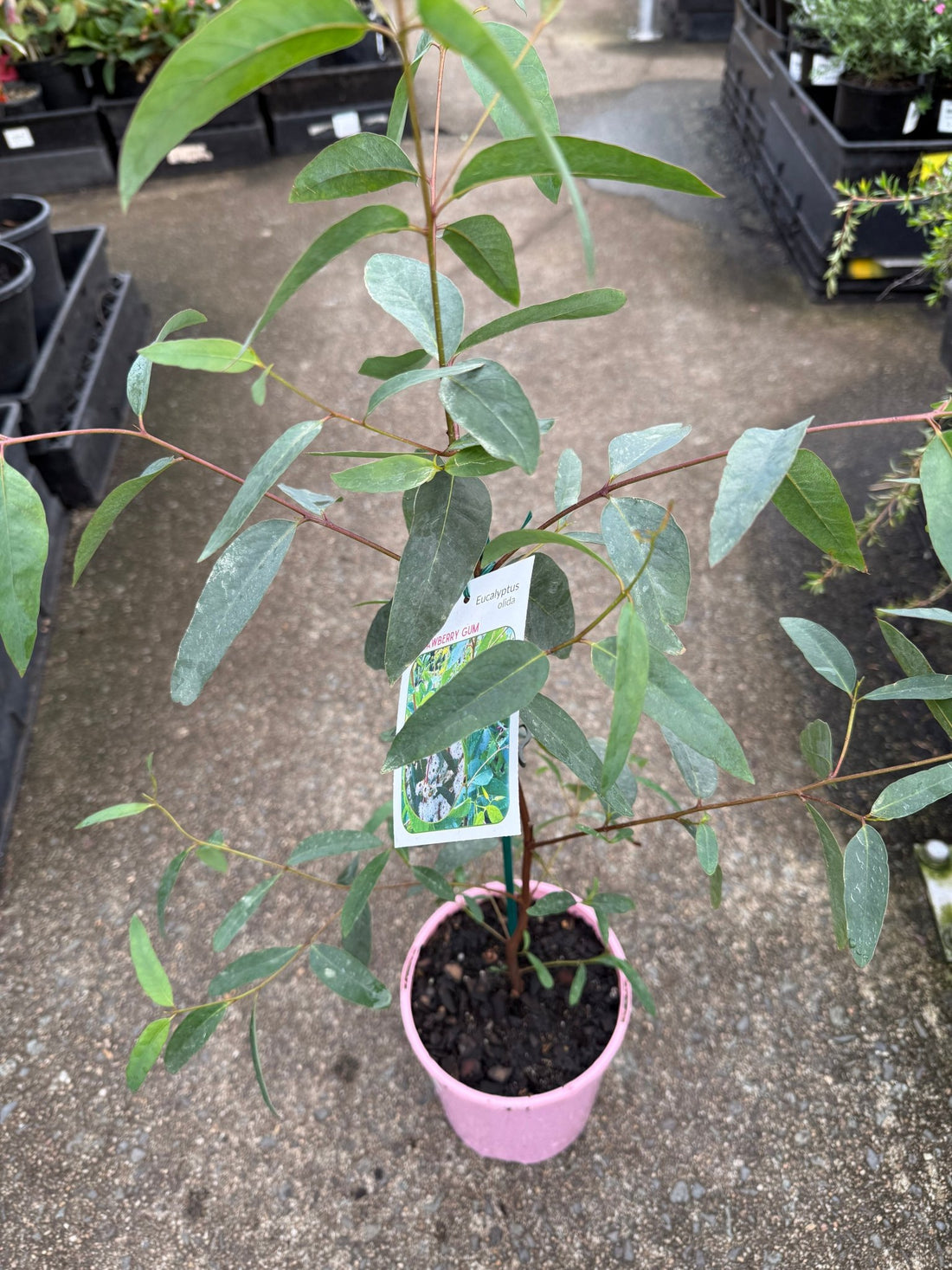 Strawberry Gum (Eucalyptus olida) - Ladybird Nursery