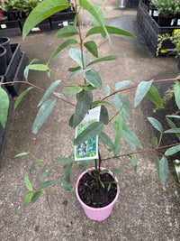 Strawberry Gum (Eucalyptus olida) - Ladybird Nursery