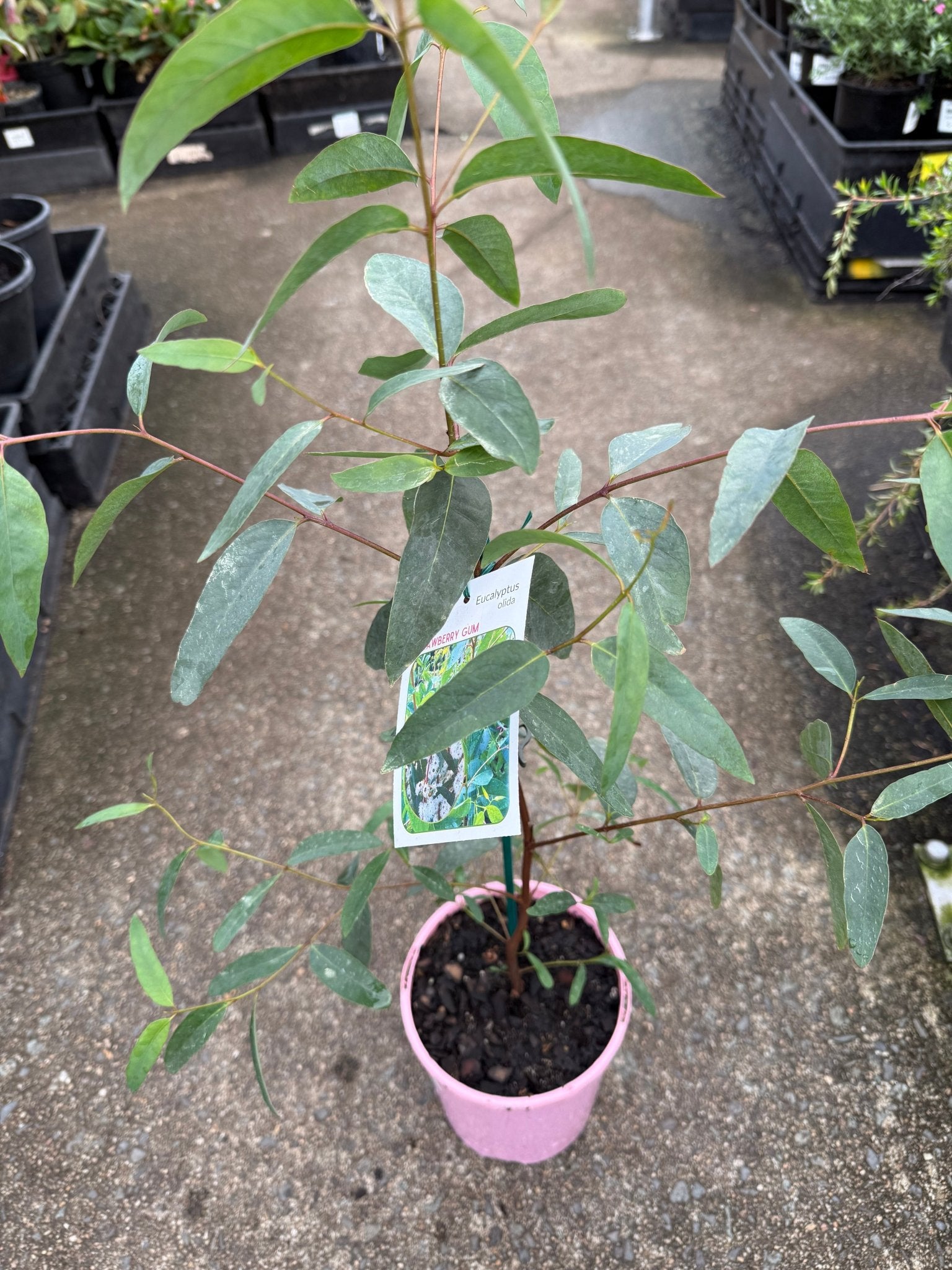 Strawberry Gum (Eucalyptus olida) - Ladybird Nursery