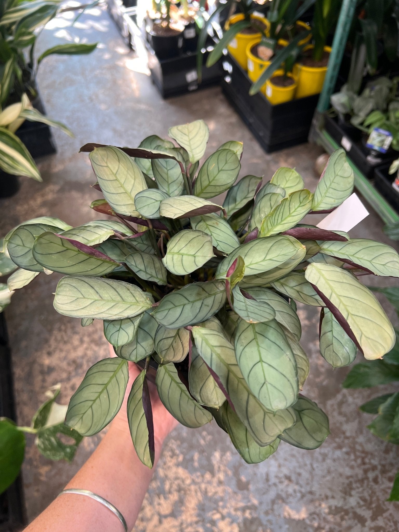 Ctenanthe 'Grey Star' - Ladybird Nursery