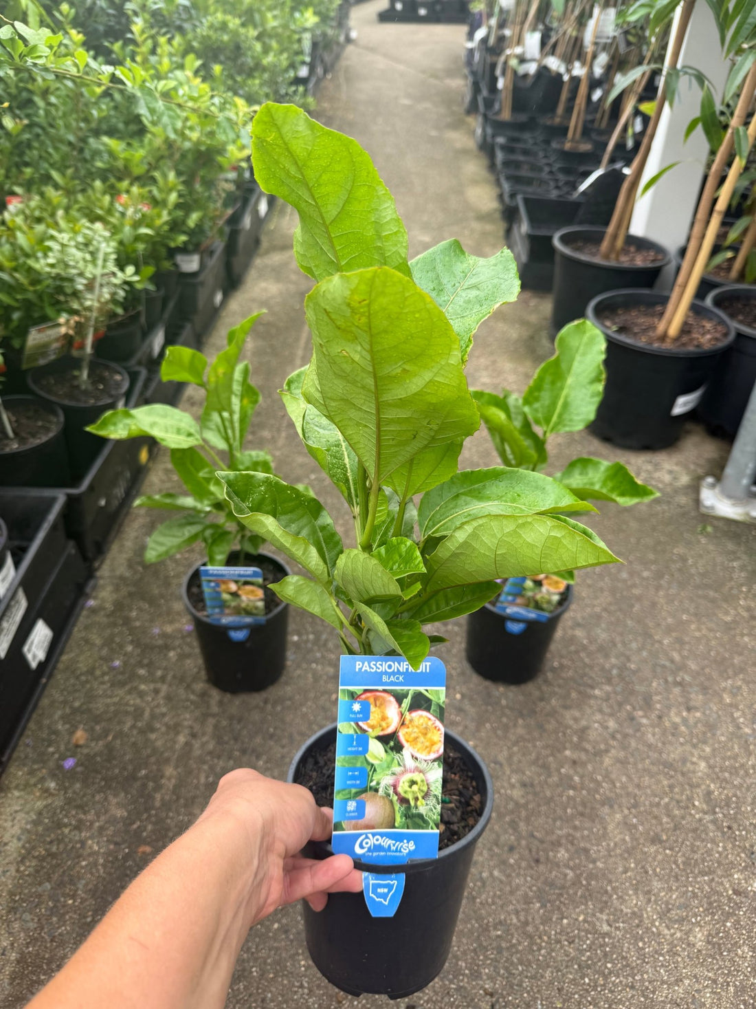 Passionfruit 'Norfolk Black' - Ladybird Nursery
